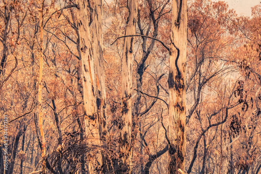 Fototapeta premium Gum trees affected by bushfire in The Blue Mountains in Australia