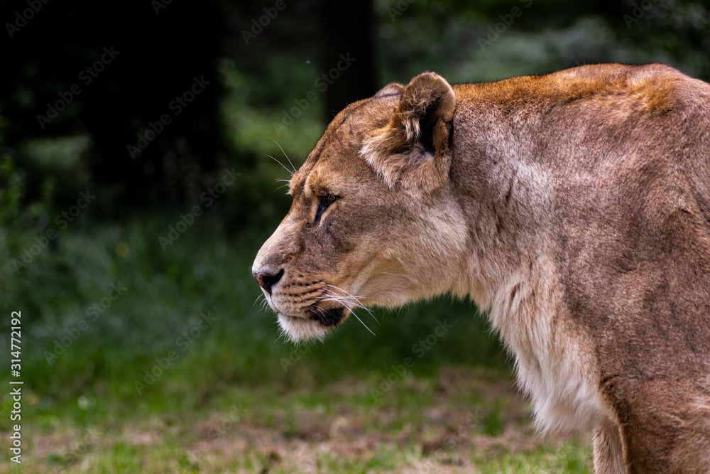 Fototapeta premium portrait of a lion