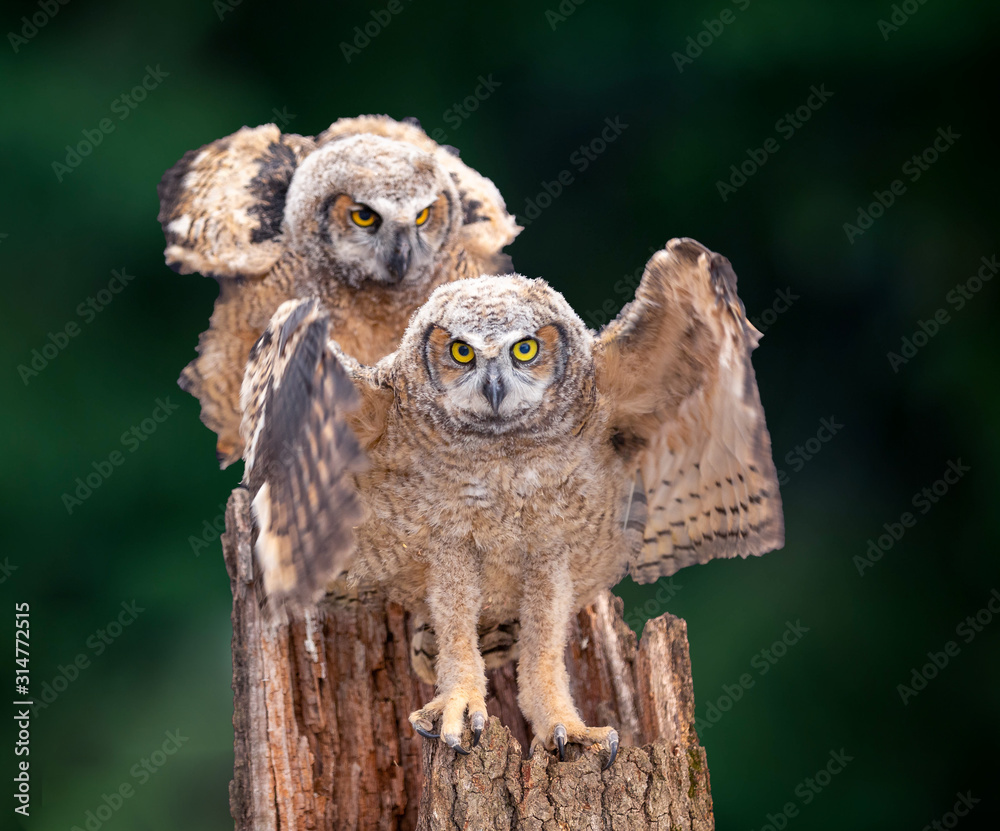 Obraz premium A couple of great horned owl babies