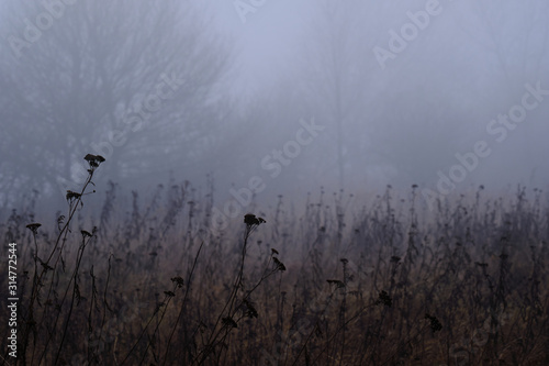 Fog in the mountain