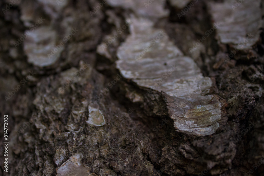 bark of a tree bark of a tree