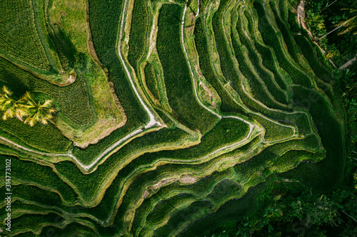 Landscape of the ricefields and rice terrace Tegalalang near Ubud of the island Bali in indonesia in southeastasia. Aerial drone view.