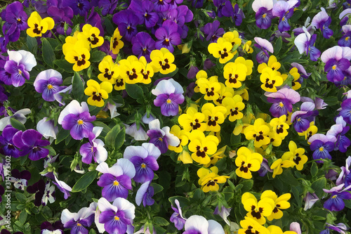 Fényképezés Colorful Pansies in the Garden