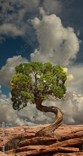 Juniper Tree, Twisted - Deadhorse Point State Park, Urah photo