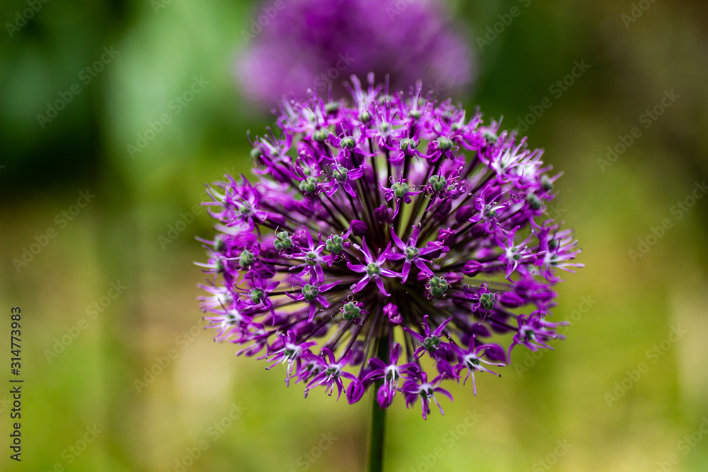 purple thistle flower purple thistle flower