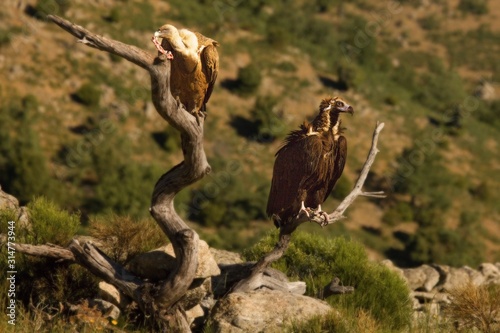 The Griffon vultures (Gyps fulvus) eating a death rabbit and the brown vulture (Aegypius monachus) sitting on the second branch. photo