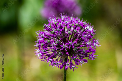 purple thistle flower