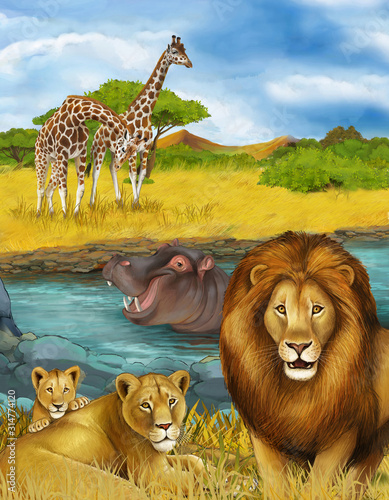 cartoon scene with hippopotamus hippo swimming in river near the meadow and giraffes resting illustration for children