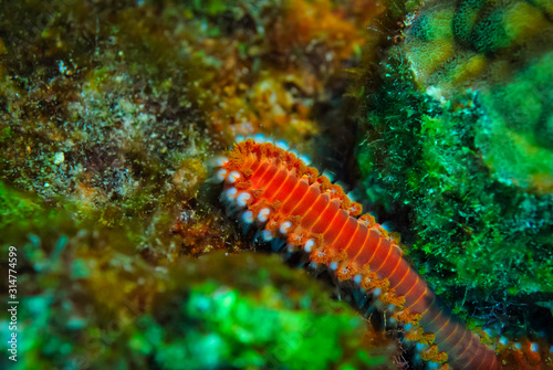 Bearded Fireworm moving across coral