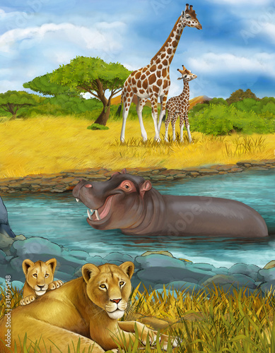 cartoon scene with lions and hippopotamus hippo swimming in river near the meadow and giraffes resting - illustration for children