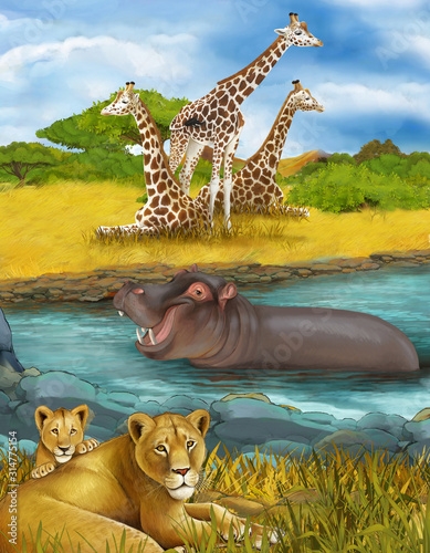 cartoon scene with lions and hippopotamus hippo swimming in river near the meadow and giraffes resting - illustration for children