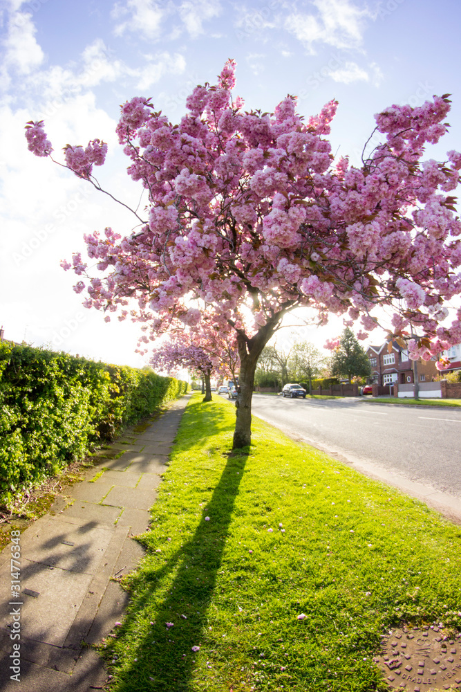 Naklejka premium cherry blossom tree in bloom