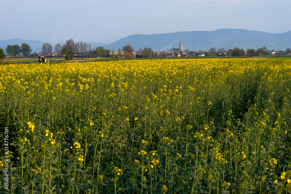 Obraz premium Yellow and green field of blooming canola with tractor and church on a blue sky and mountains background. Wilamowice is a rural town in southern Poland, situated in the Bielsko County, Europe.