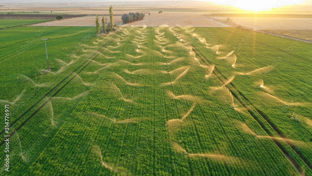 Irrigation systems in grass field. Aerial view. Spring at sunset. - obrazy, fototapety, plakaty 