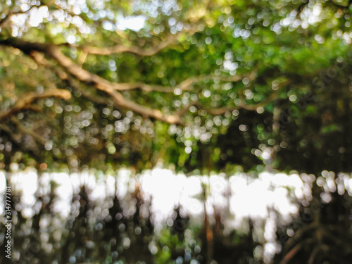 Blur nature green bokeh in mangrove forest background