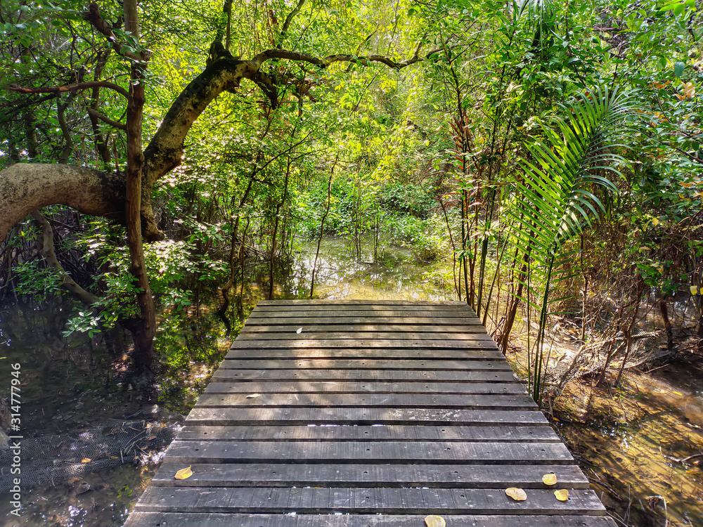 Wooden walkway in mangrove forest Wooden walkway in mangrove forest