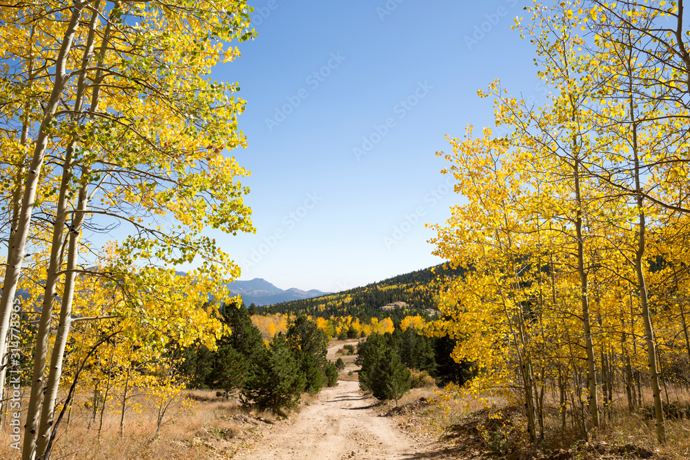 Naklejka premium Colorado mountain covered with colorful aspen trees in fall