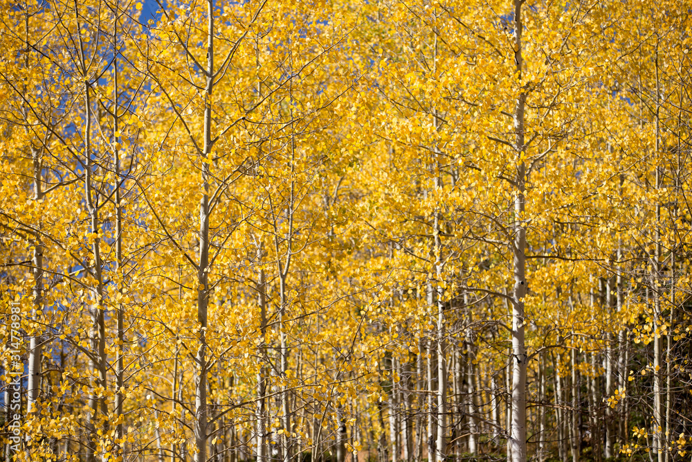 Fototapeta premium Aspen Trees in fall 