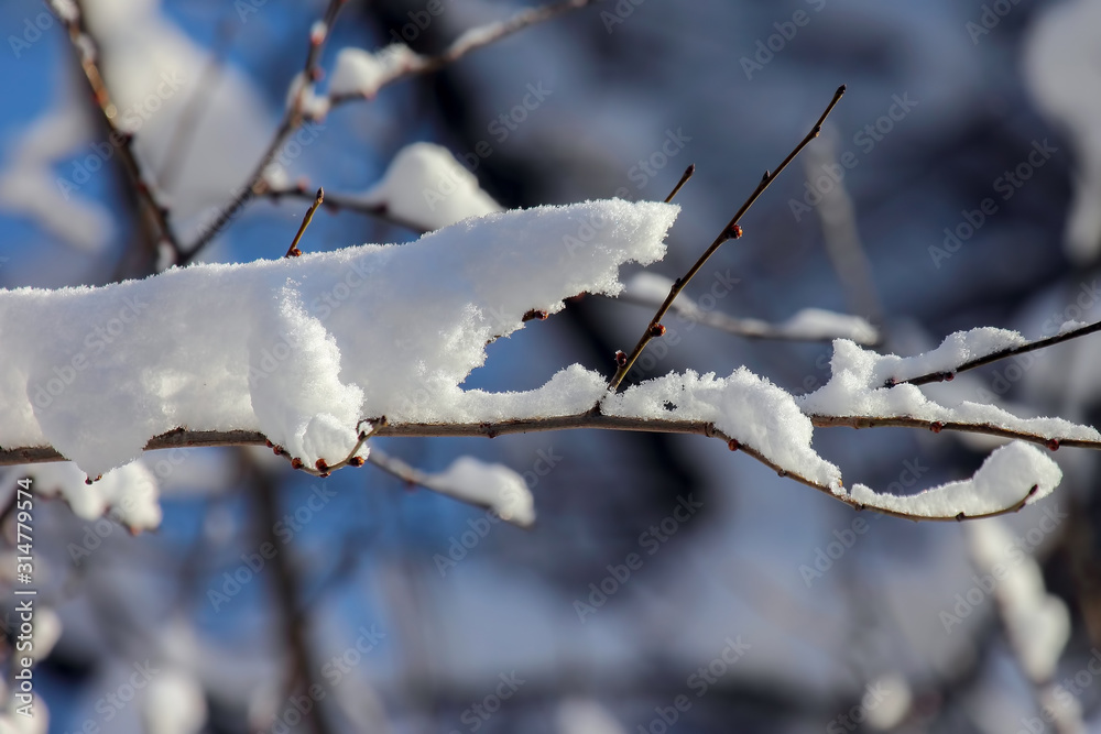 branches of trees covered with snow in winter branches of trees covered with snow in winter