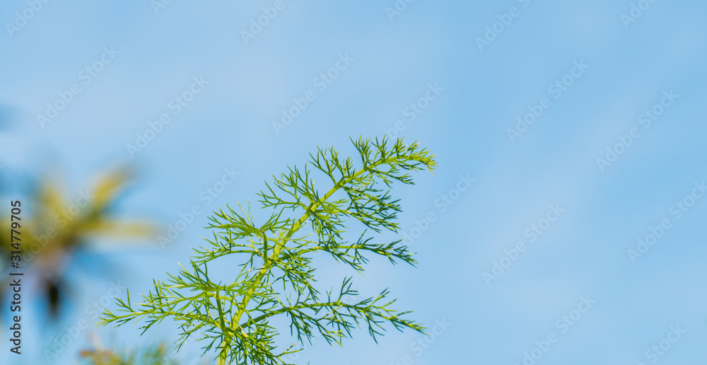 fennel leaf over blue sky foeniculum vulgare fennel leaf over blue sky foeniculum vulgare