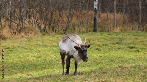 Fototapeta Naklejka Na Ścianę i Meble -  Reindeer in the fall