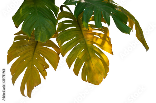 Fototapeta Naklejka Na Ścianę i Meble -  Monstera green and yellow leaf jungle creeping plants isolated on white background have clipping path