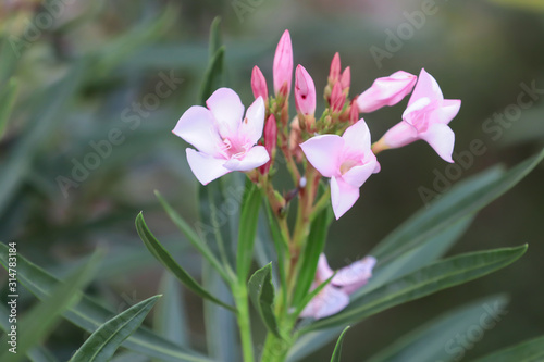 Pink flower and leaf on blur background