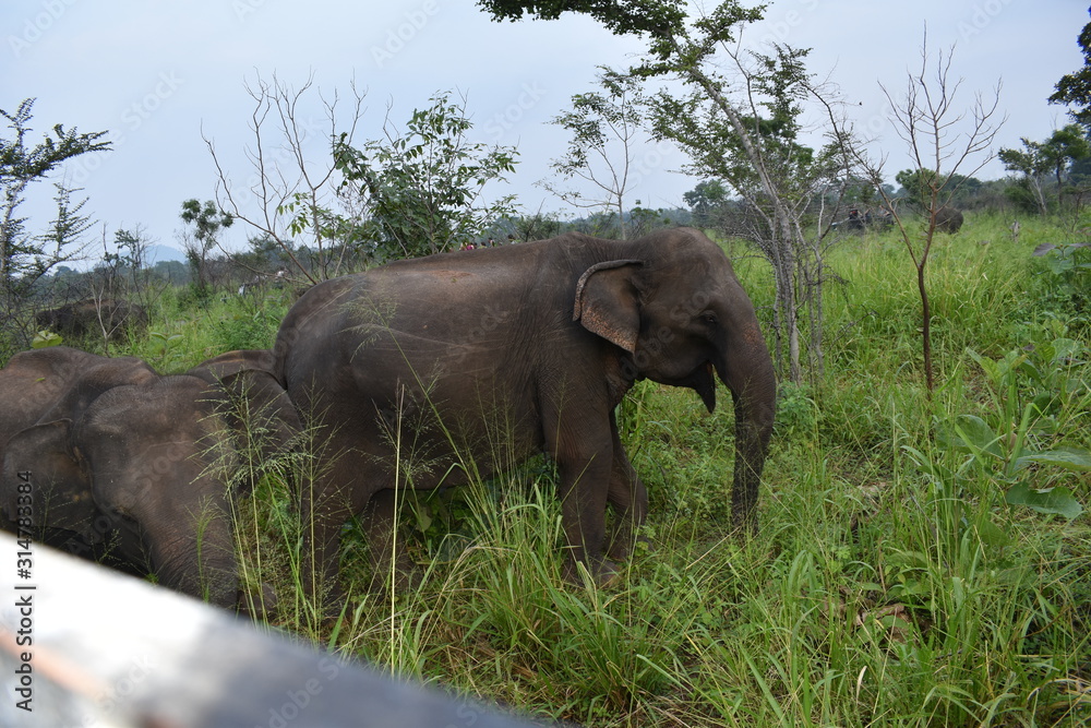 Fototapeta premium viaje a sri lanka