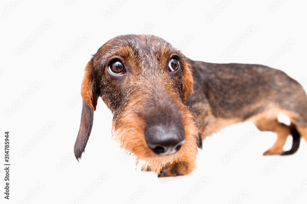 Dachshund on isolate white background. Dachshund stands on a white background and looks away.
