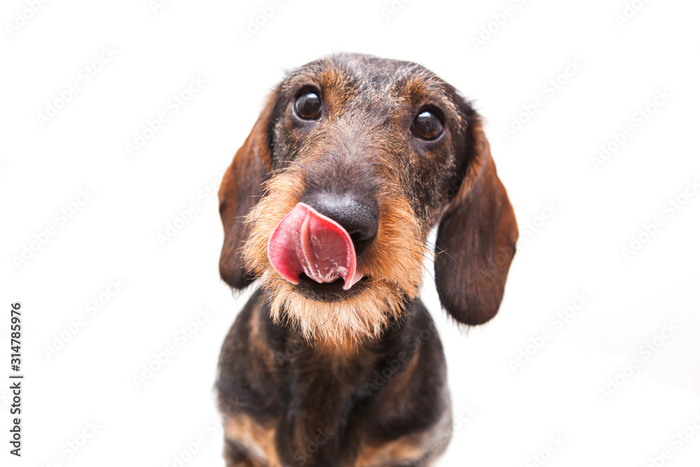 Portrait of a dachshund on a white background. The hunting dog looks at the camera and licks, isolate. Portrait of a dachshund on a white background. The hunting dog looks at the camera and licks, isolate.