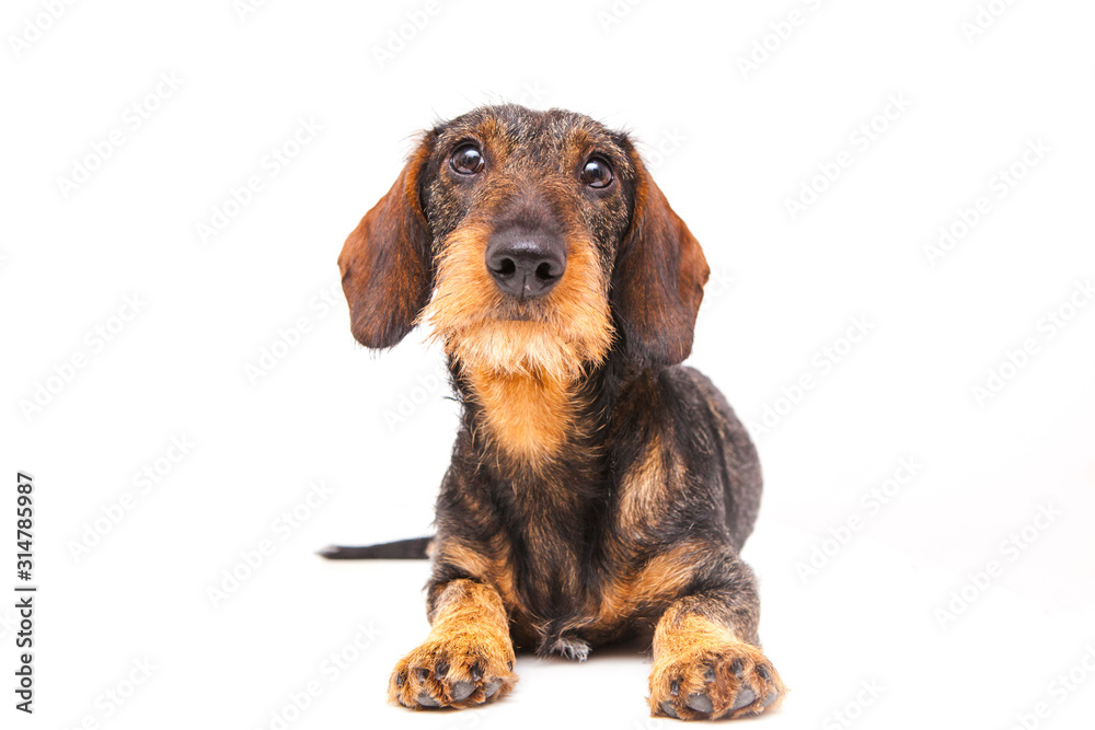 Dachshund lies on a white background looking at the camera. Dachshund on isolate white background.