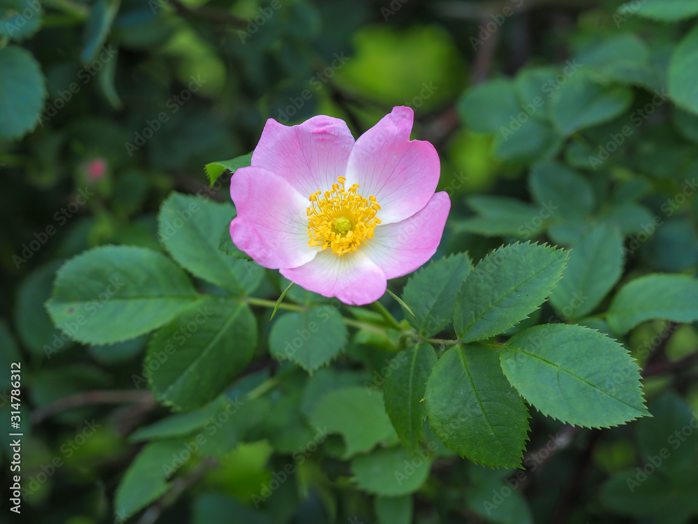 Pretty pink dog rose flower, Rosa canina, and green leaves in a hedgerow