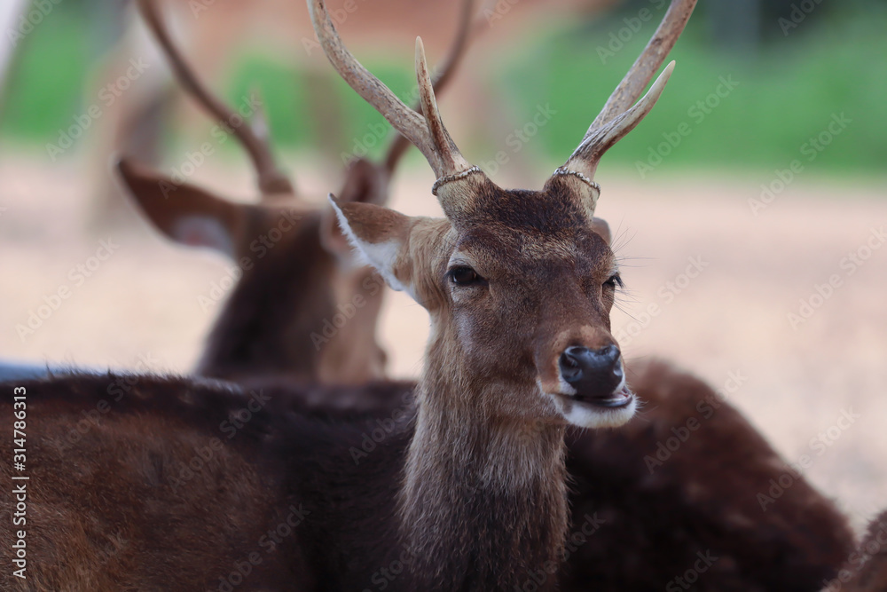 Close up head of spotted deer is looking camera Close up head of spotted deer is looking camera