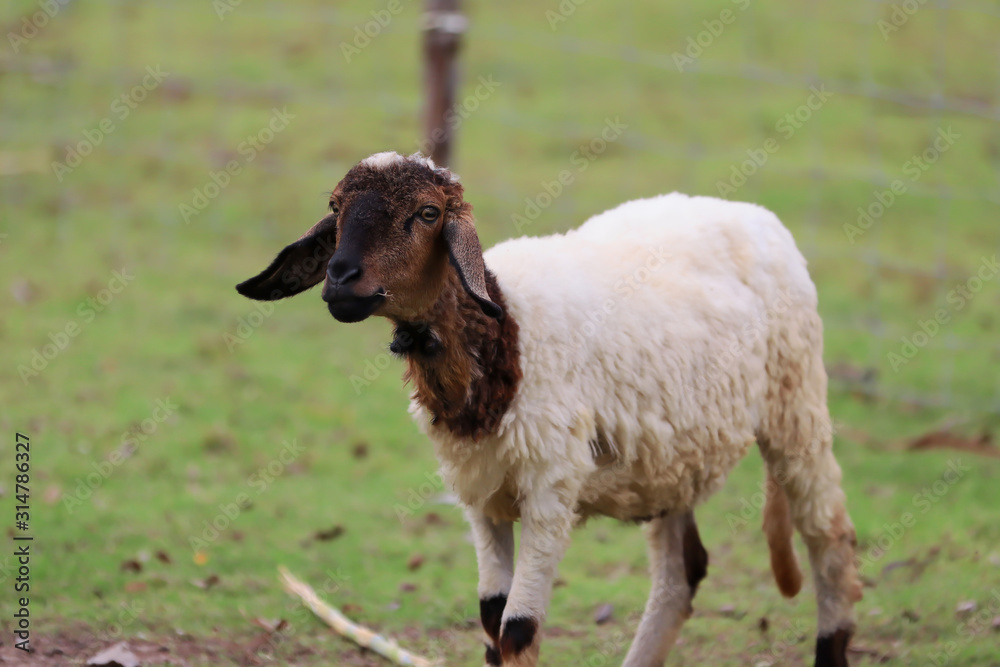 White and brown sheep standing on green grass White and brown sheep standing on green grass