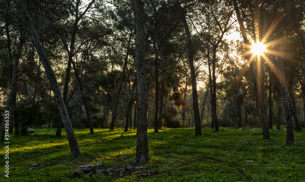 Naklejka premium forest sunset