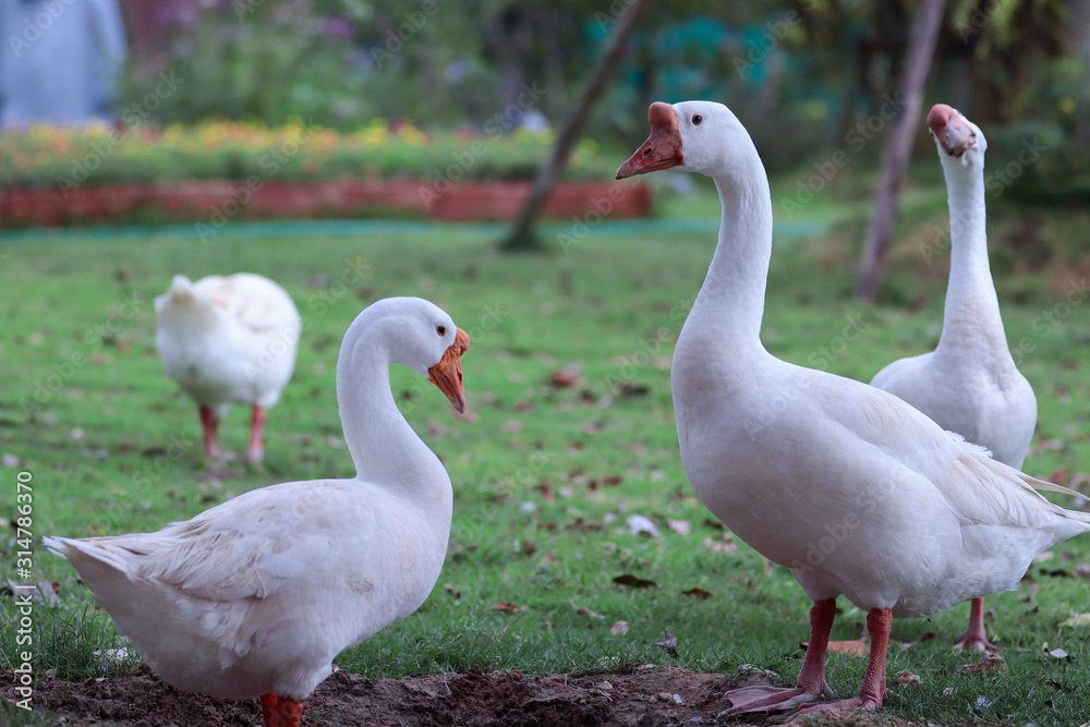 Close up of white goose standing on green grass Close up of white goose standing on green grass