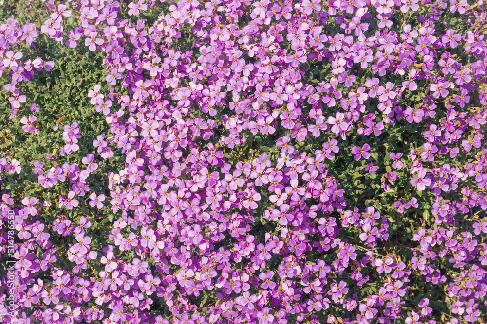spring background pink blooming violets