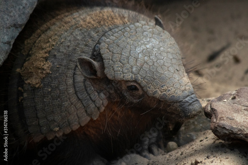 Armadillo Close up photo