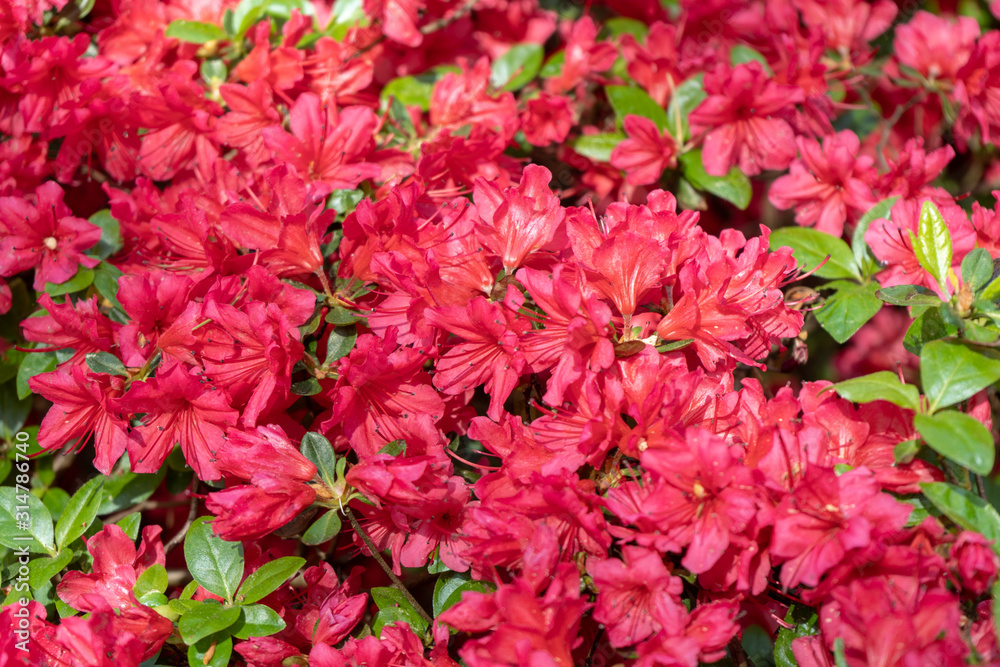 flowering red rhododendrons in spring blurred