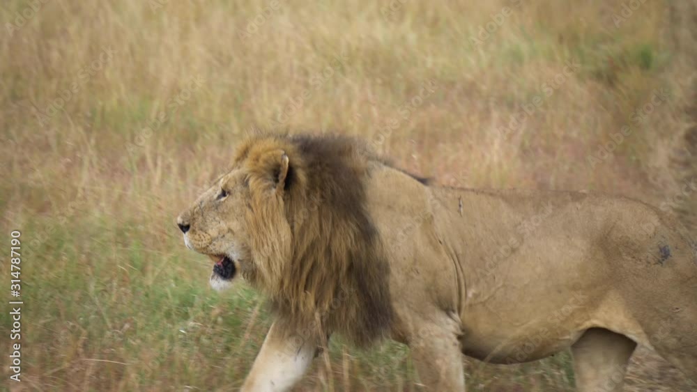 Lion Walking in Meadow of African Savanna Close Up. Wild Animal in Natural Habitat Lion Walking in Meadow of African Savanna Close Up. Wild Animal in Natural Habitat
