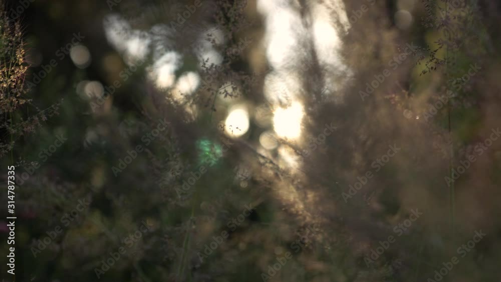 grass in forest at sunset near volcano hawaii dolly right grass in forest at sunset near volcano hawaii dolly right