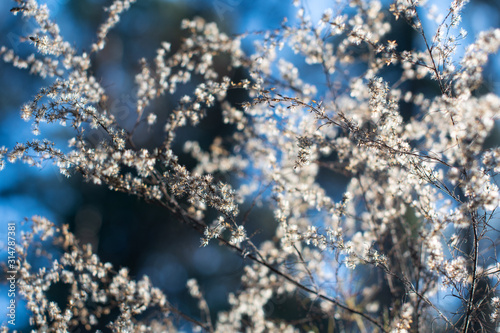 Wintered wildflowers on a blue and white bokeh sky background ~WINTERED~