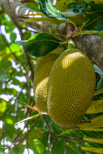 Jackfruit on jack tree in the tropical forest in Yanoda Park   Sanya city. Hainan  China.