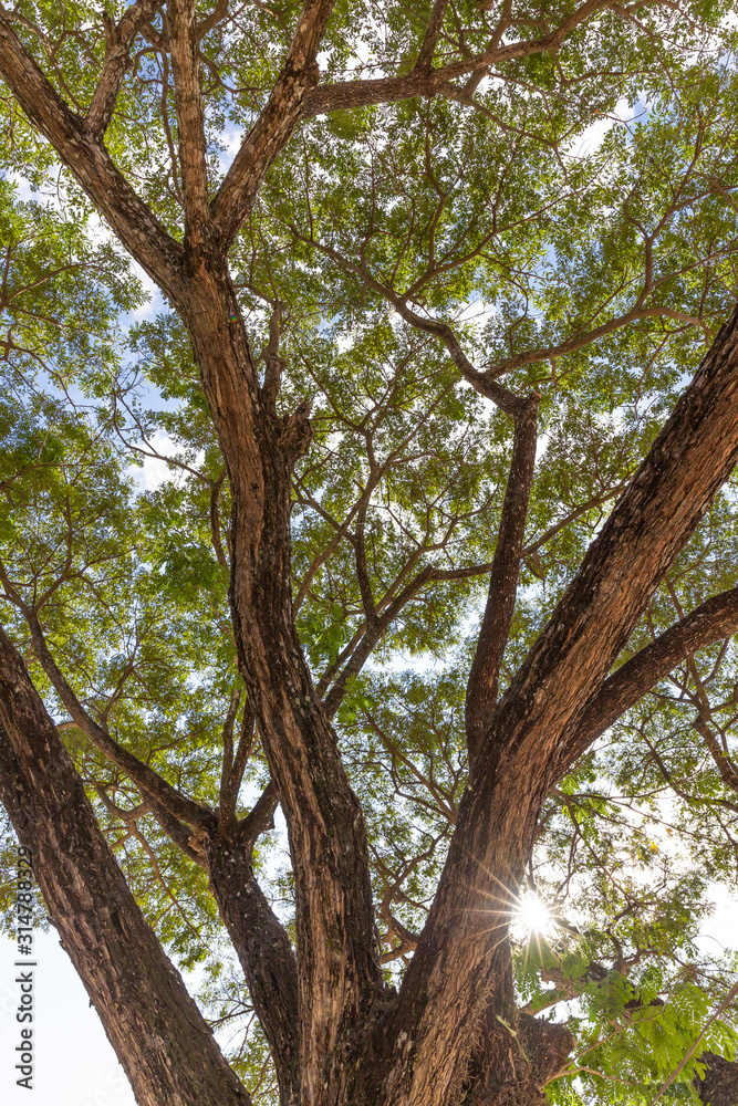 Fototapeta premium Tree branch out, Environmetal and nature background