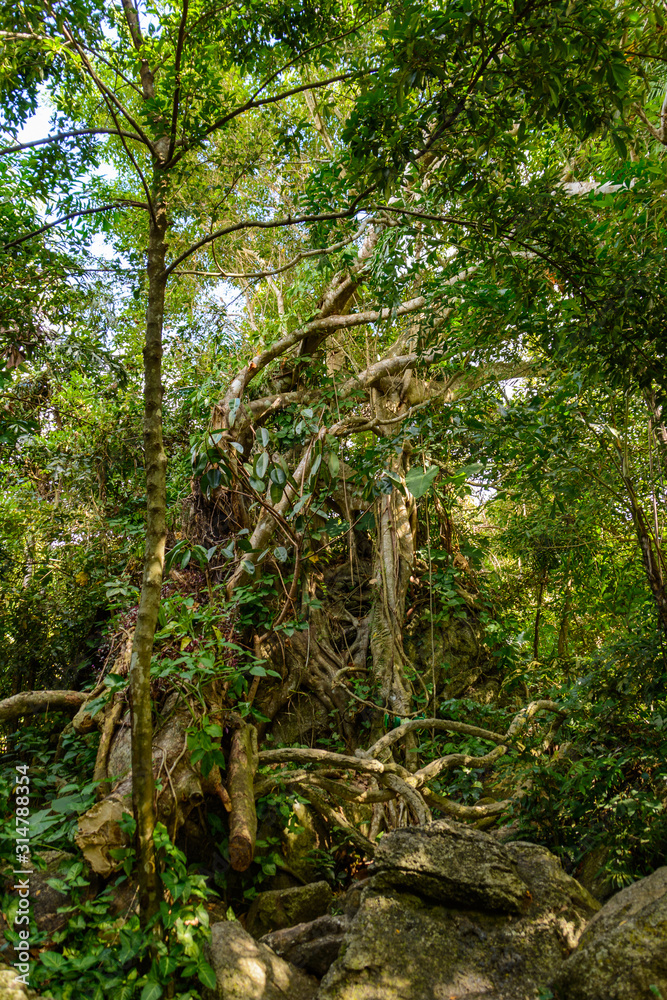 The various vegetation, flowers and trees in the tropical forest in Yanoda Park, Sanya city. Hainan, China. The various vegetation, flowers and trees in the tropical forest in Yanoda Park, Sanya city. Hainan, China.