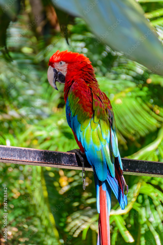 Fototapeta premium The beautiful colorful parrot in the tropical forest in Yanoda Park, Sanya city. Hainan, China.