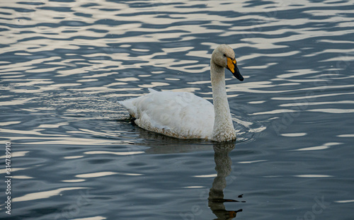 swan on the lake in Reykjavik Iceland