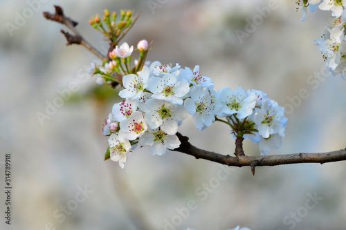 Pear flower in full bloom in spring © qiujusong