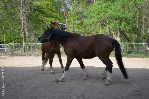 Two stallions playing