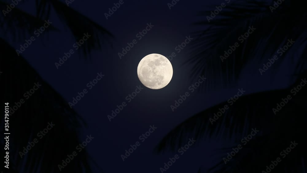 A Full Moon seen rising through Silhouetted Palm Leaves A Full Moon seen rising through Silhouetted Palm Leaves
